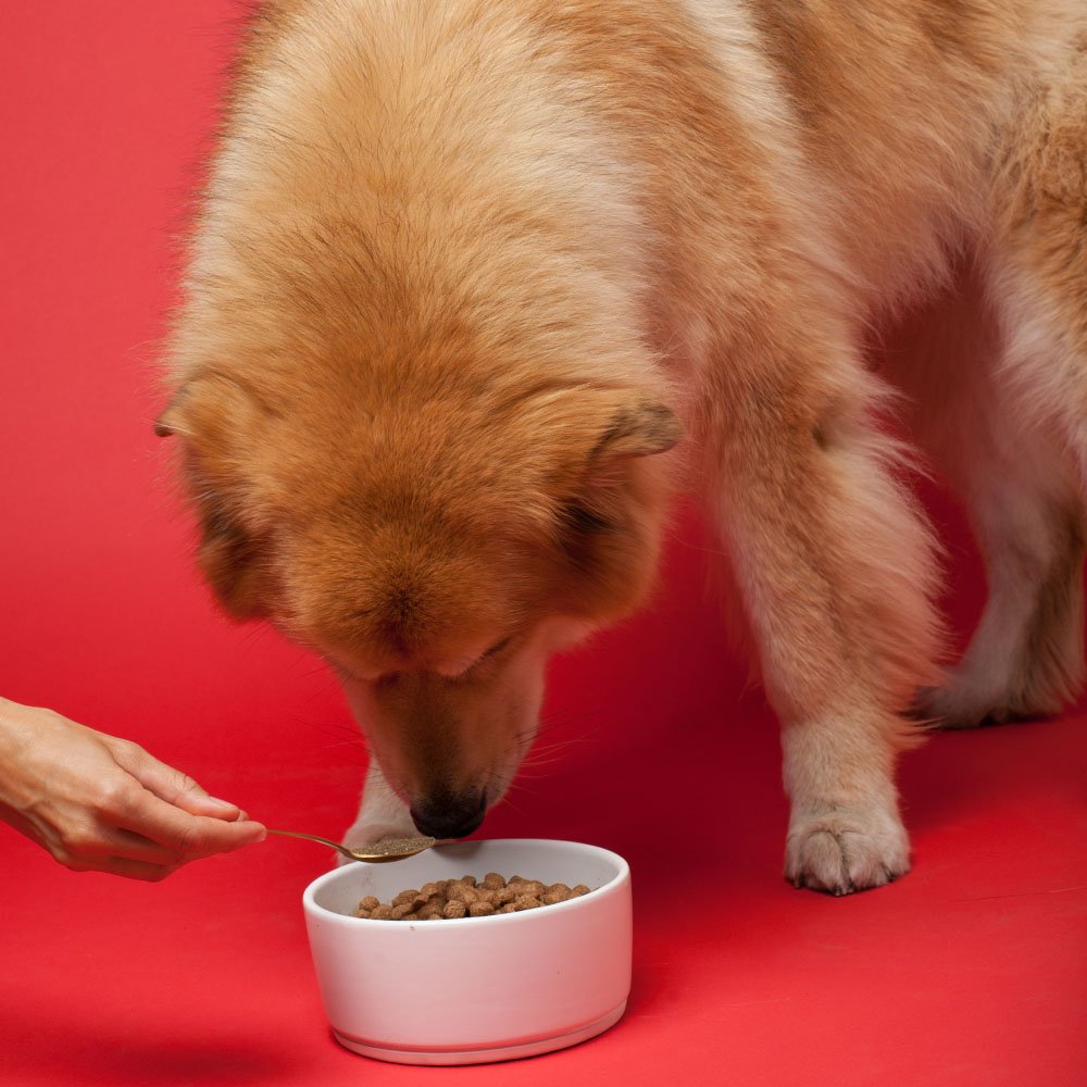 Senior Dog Supplement Powder 1lb Bag I62635